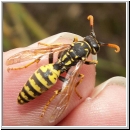 Polistes dominula - Haus-Feldwespe m03.jpg